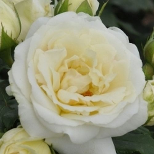 Rosen Online Shop - floribundarosen - weiß - Rosa Lenka™ - diskret duftend - PhenoGeno Roses - -